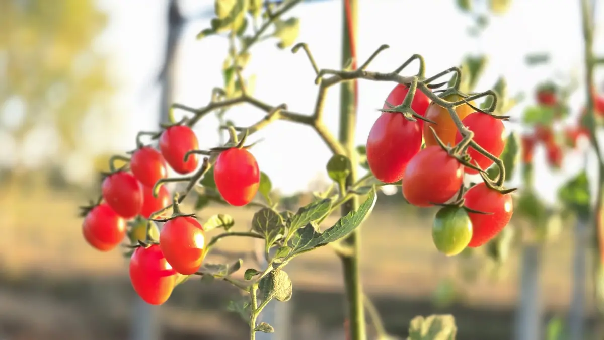 พลิกฟื้นเศรษฐกิจ 'ร้อยเอ็ด' ด้วย 'มะเขือเทศ' V-PROMPT- 'โคเนื้อ' KULA BEEF