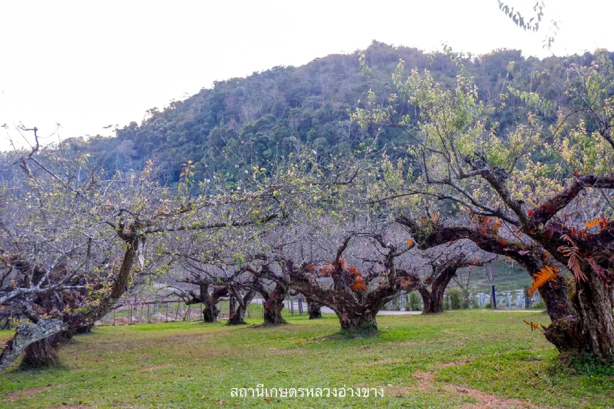 จุดเช็คอิน สุดโรแมนติก ดอกบ๊วย บานสะพรั่งต้อนรับหนาว ที่อ่างขาง