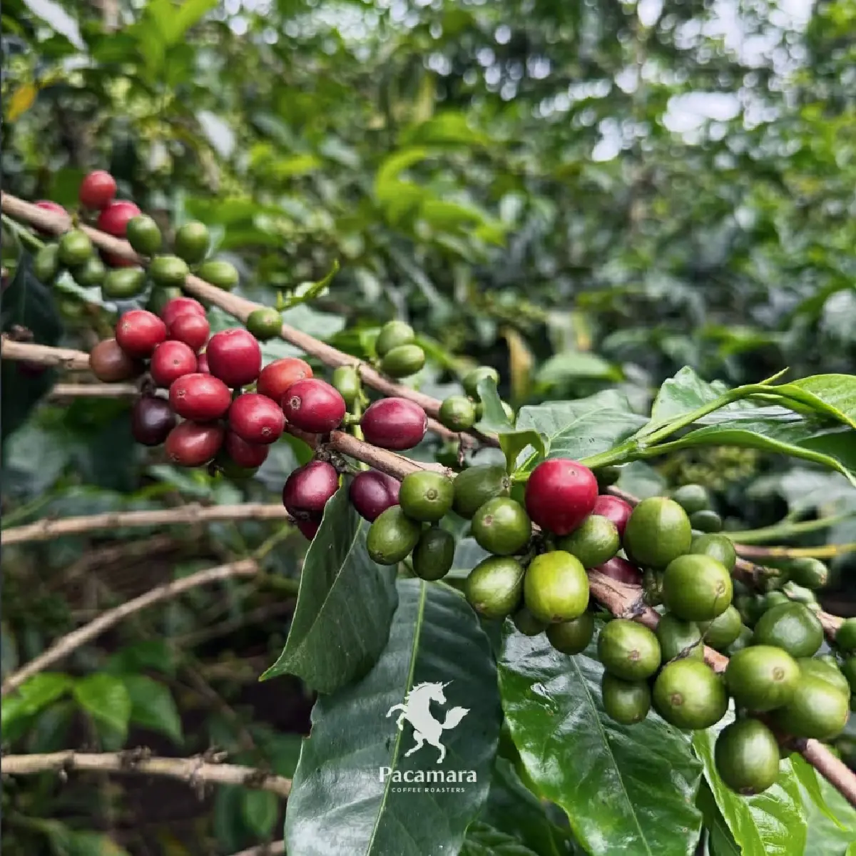 Ombligon กาแฟหายาก  รสชาติ Exotic!