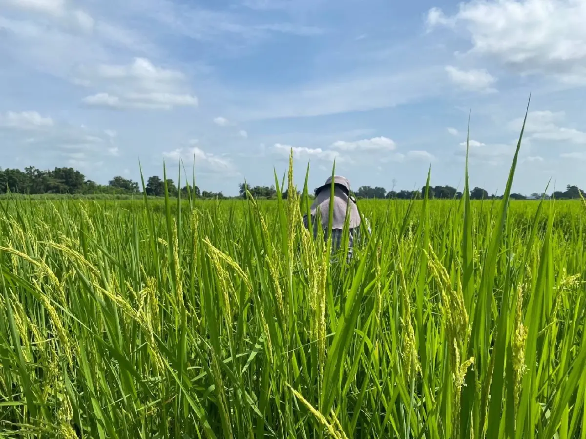 'ผอ.สมหมาย' กางภารกิจชู 'ข้าวคาร์บอนต่ำ' ตอบโจทย์ BCG-สิ่งแวดล้อม