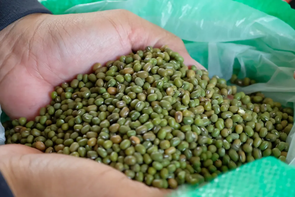 กรมส่งเสริมการเกษตร หนุน เลิกเผา  ชี้เป้าไถกลบทำปุ๋ย ปลูกถั่วหลังนา