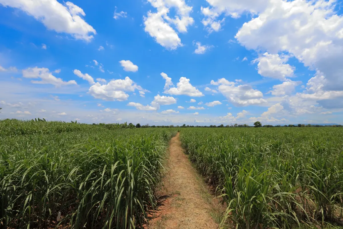 มิตรผล โอเอซิส พลิกวิกฤติน้ำด้วย โอเอซิสเพื่อการเกษตร สร้างความยั่งยืนเกษตรกรไทย