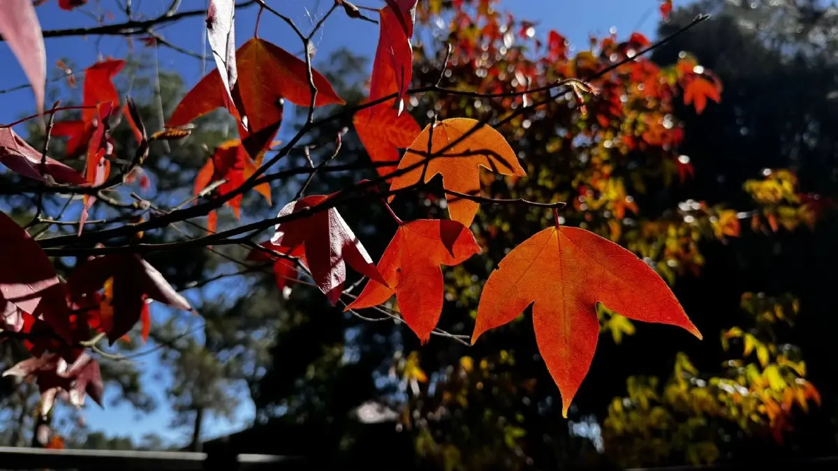 เที่ยวภูกระดึง เปิด 3 น้ำตกใหม่ ดูใบเมเปิ้ลแดง ท่ามกลางอากาศหนาว
