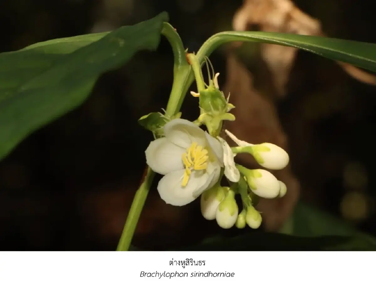 จุฬาฯ ค้นพบ 43 สิ่งมีชีวิตใหม่ของโลก นามพระราชทานตามกรมสมเด็จพระเทพฯ