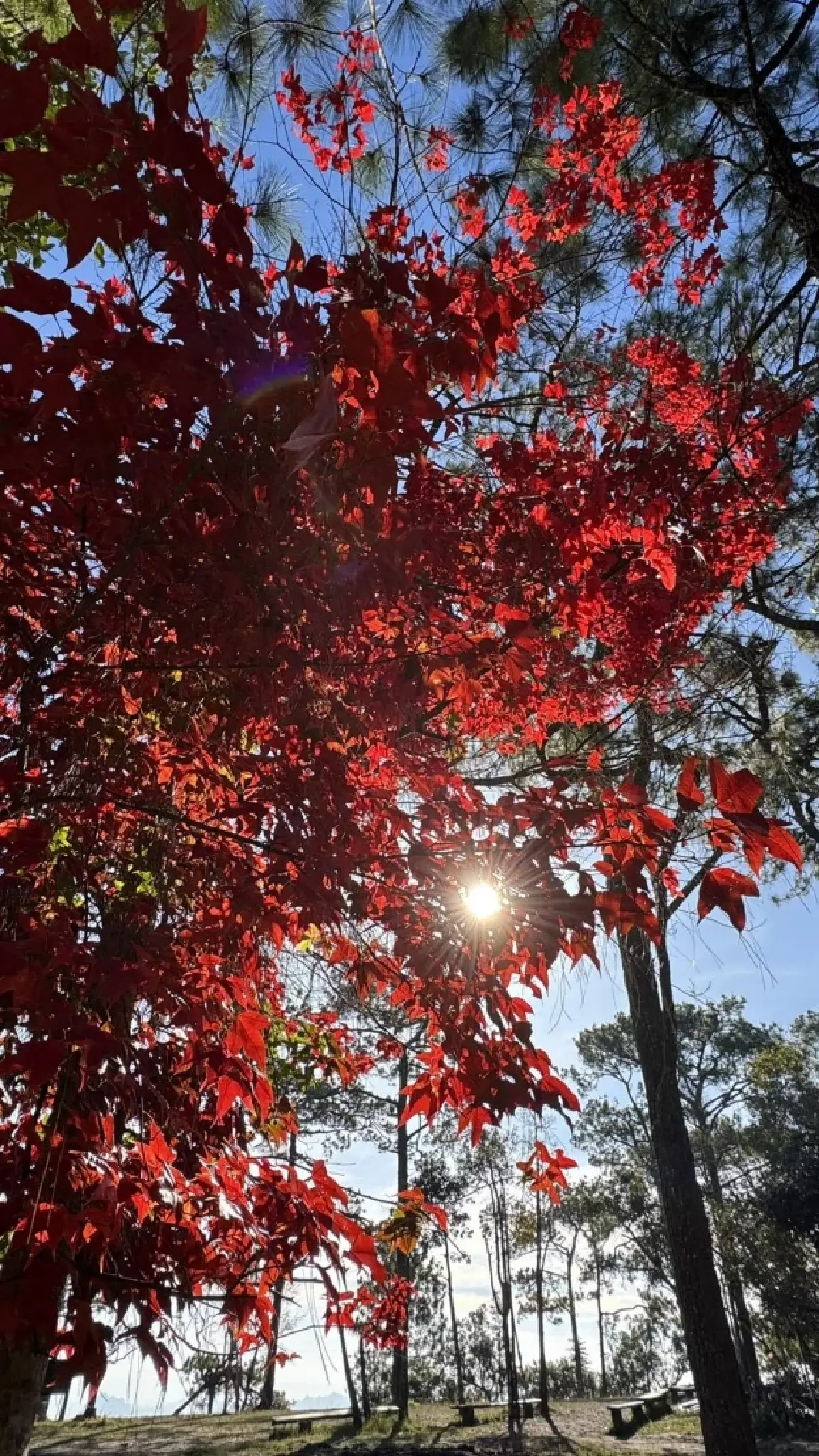 เที่ยวภูกระดึง เปิด 3 น้ำตกใหม่ ดูใบเมเปิ้ลแดง ท่ามกลางอากาศหนาว