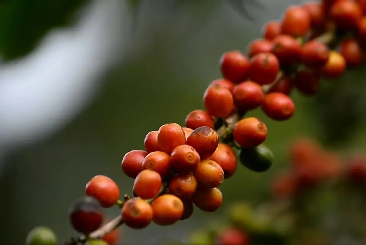 ต้นกาแฟของ 'พ่อ' พระมหากรุณาธิคุณเปลี่ยนป่าฝิ่นเป็นป่าอราบิก้า