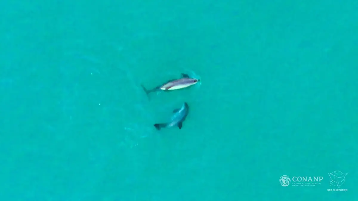 พบ ‘วาคีตา’ เกิดใหม่ ต่อลมหายใจสัตว์ใกล้สูญพันธุ์ที่สุดในโลก