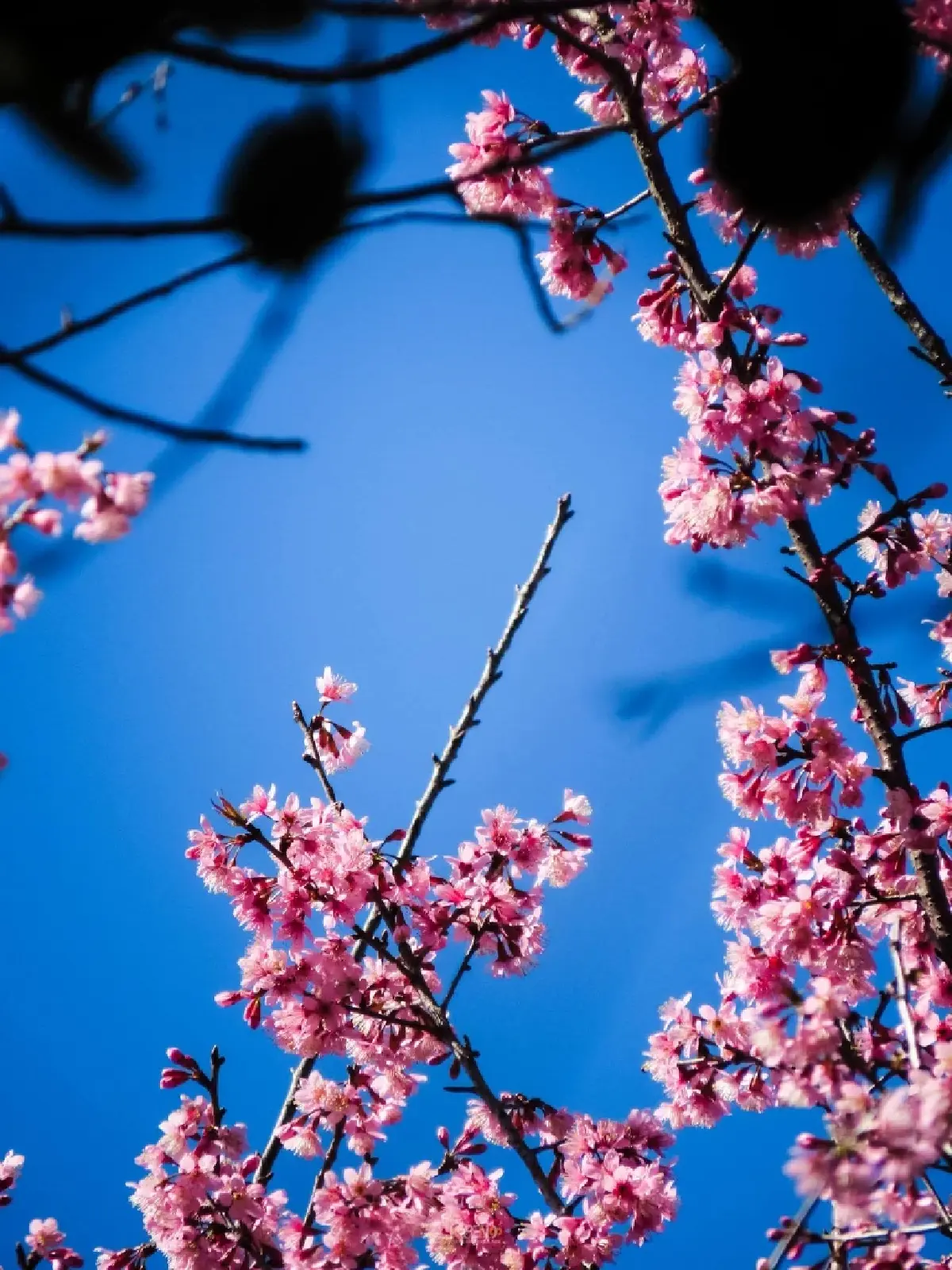 ปักหมุด! ที่เที่ยวรับลมหนาว ชมดอกพญาเสือโคร่งบานสะพรั่ง ณ อุทยานแห่งชาติดอยภูคา