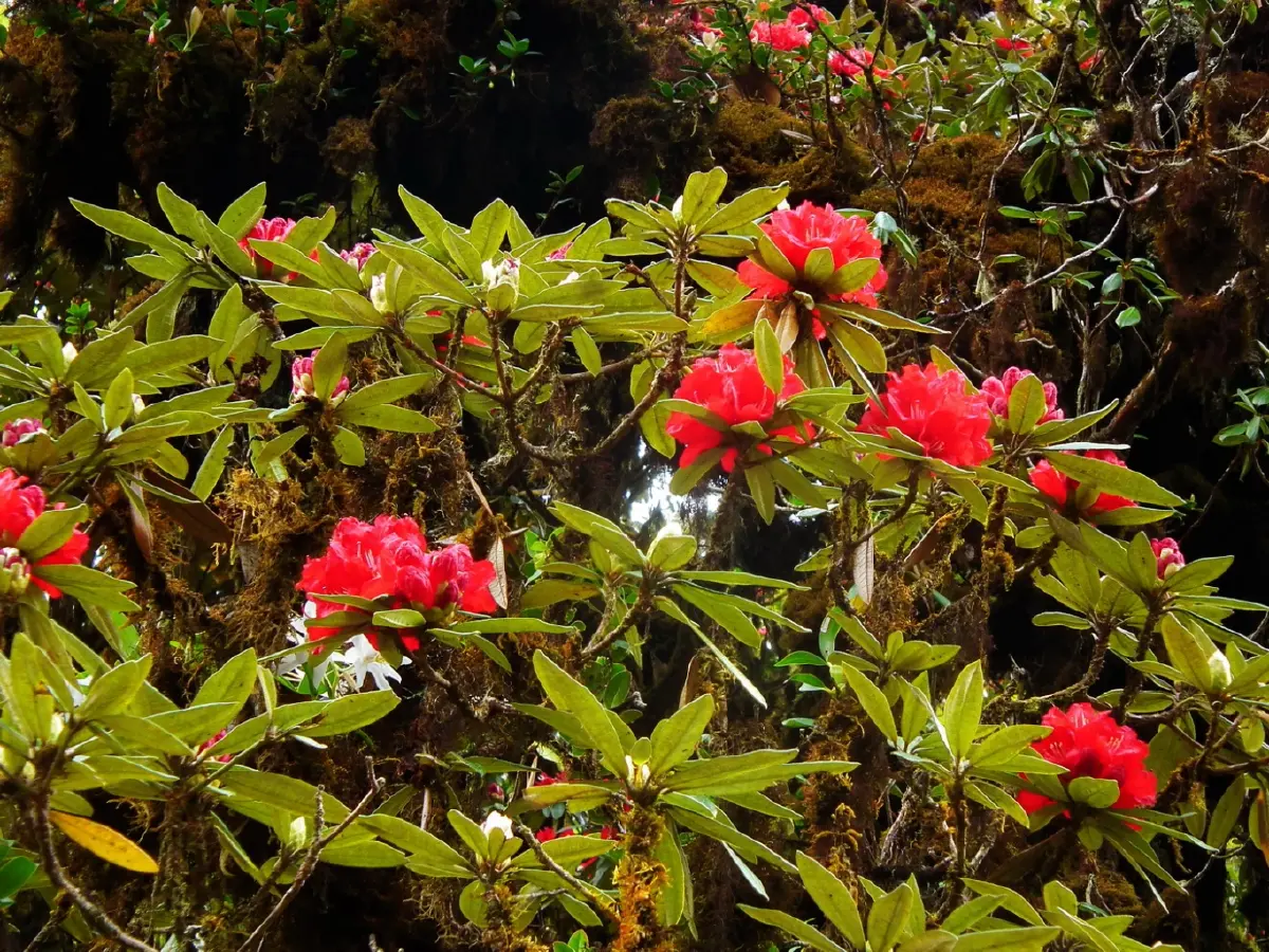 อินทนนท์...ด้วยพระบารมีคุ้มฟ้า