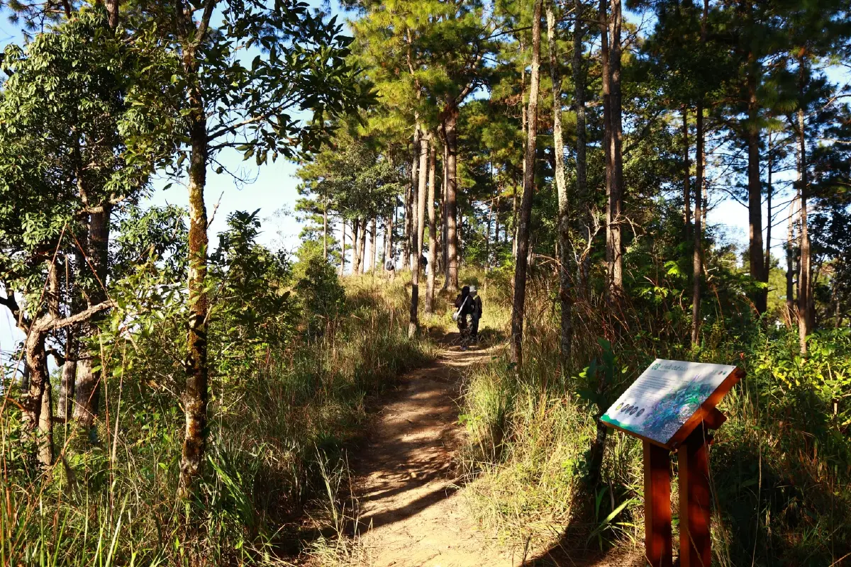 'เส้นทางศึกษาธรรมชาติยอดดอยปุย'โอเอซิสหลังบ้านของชาวเชียงใหม่