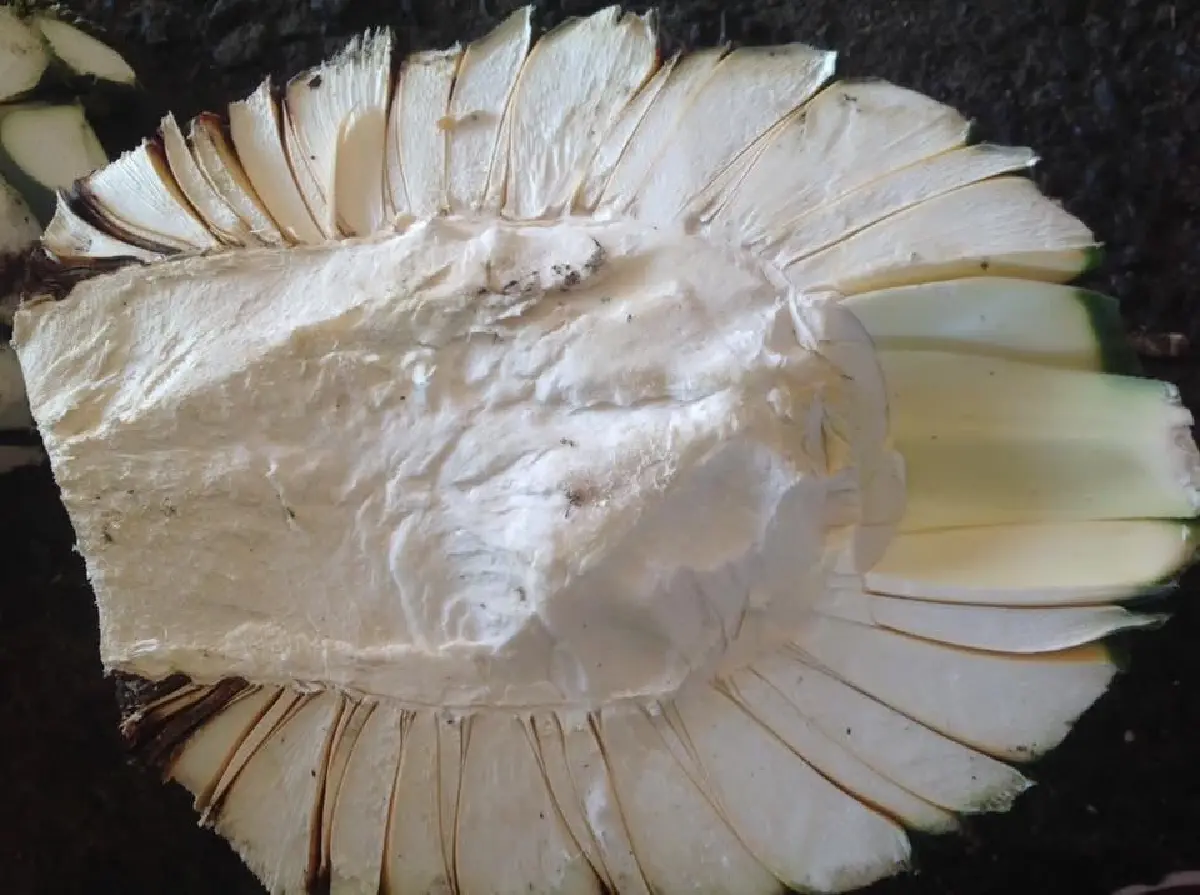 เตกีลา (Tequila) จากสุราชุมชนสู่ระดับโลก