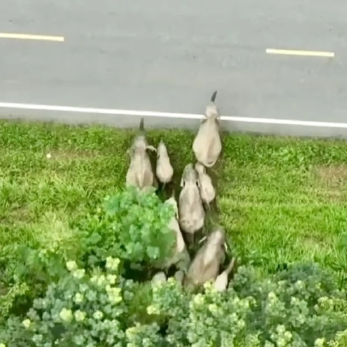 สวก. หนุนป่ารอยต่อ ปลูก-แปรรูป พืชสมุนไพร ต่อยอดเชิงพาณิชย์ แก้ปัญหาช้างรุกเมือง