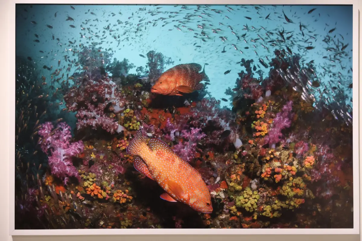 สยามพารากอน ชวนสัมผัสความงดงามของท้องทะเล ในนิทรรศการ TIDE OF TOMORROW