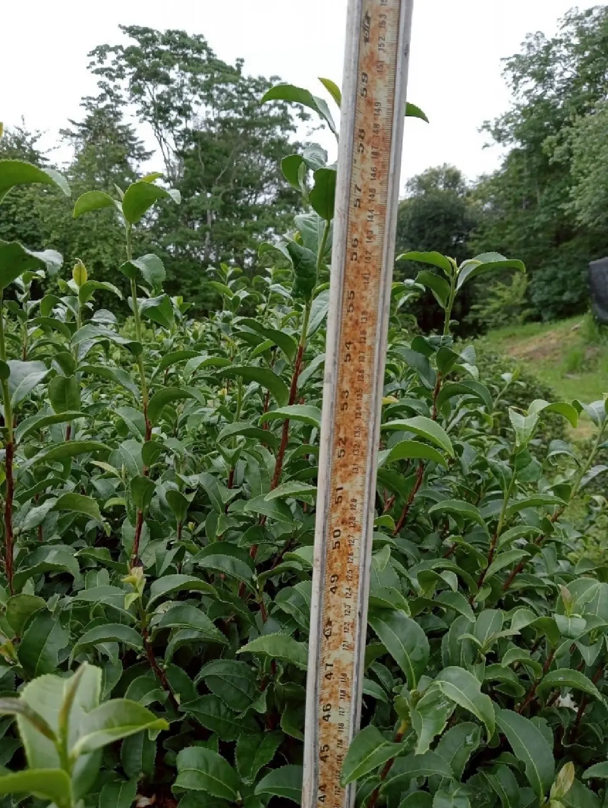 แนะปลูก ชาเขียวพันธุ์ใหม่  ‘กวก.เชียงใหม่ 1 ’ หอม กลมกล่อม