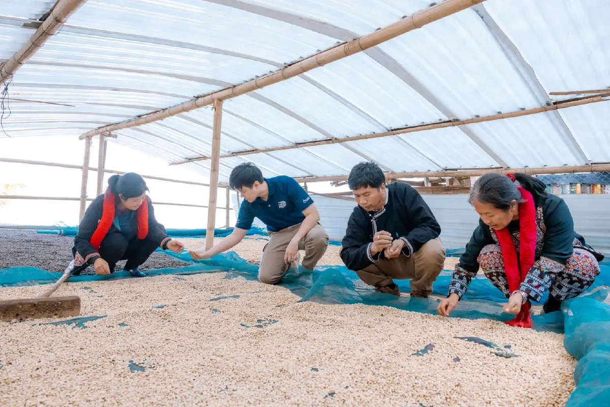 ถอดรหัส 'OR' โมเดลกาแฟยั่งยืน มากกว่ารับซื้อแต่พัฒนาเกษตรกรไปด้วยกัน