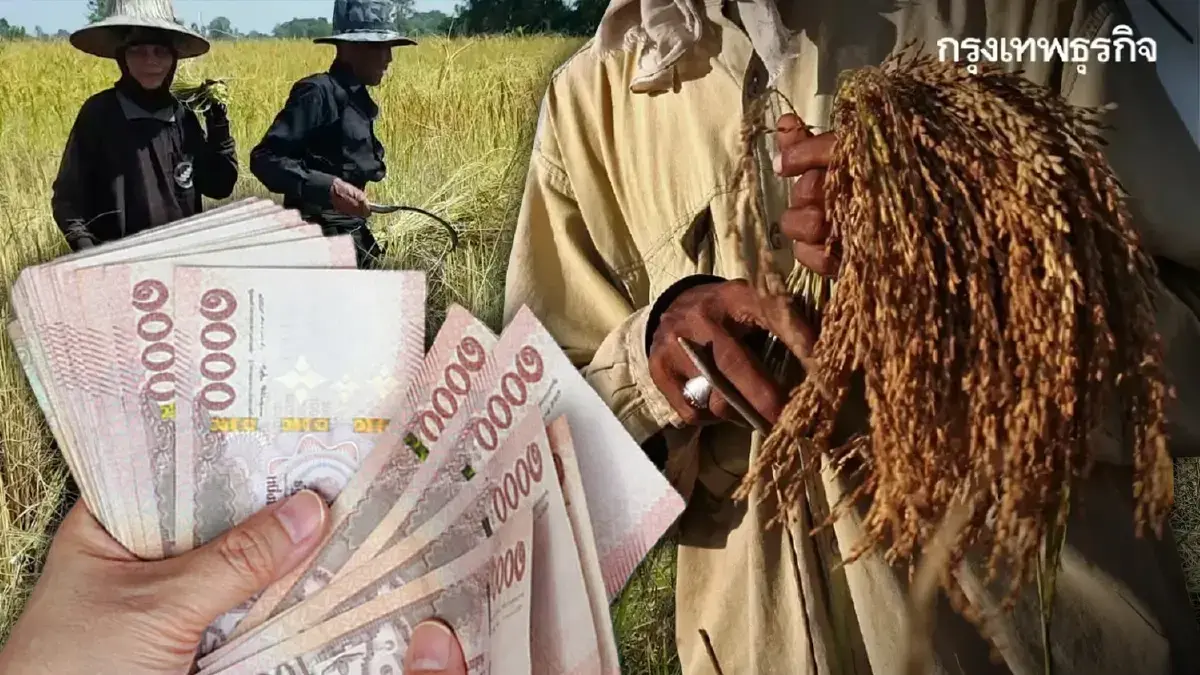 เงินเข้าไร่ละ 1000 ล่าสุด ธ.ก.ส. โอนแล้ว นาปี เงินช่วยเหลือชาวนา