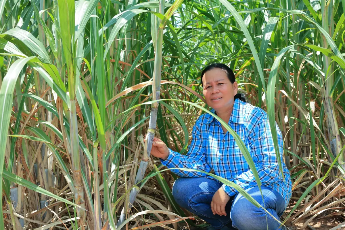 มิตรผล โอเอซิส พลิกวิกฤติน้ำด้วย โอเอซิสเพื่อการเกษตร สร้างความยั่งยืนเกษตรกรไทย