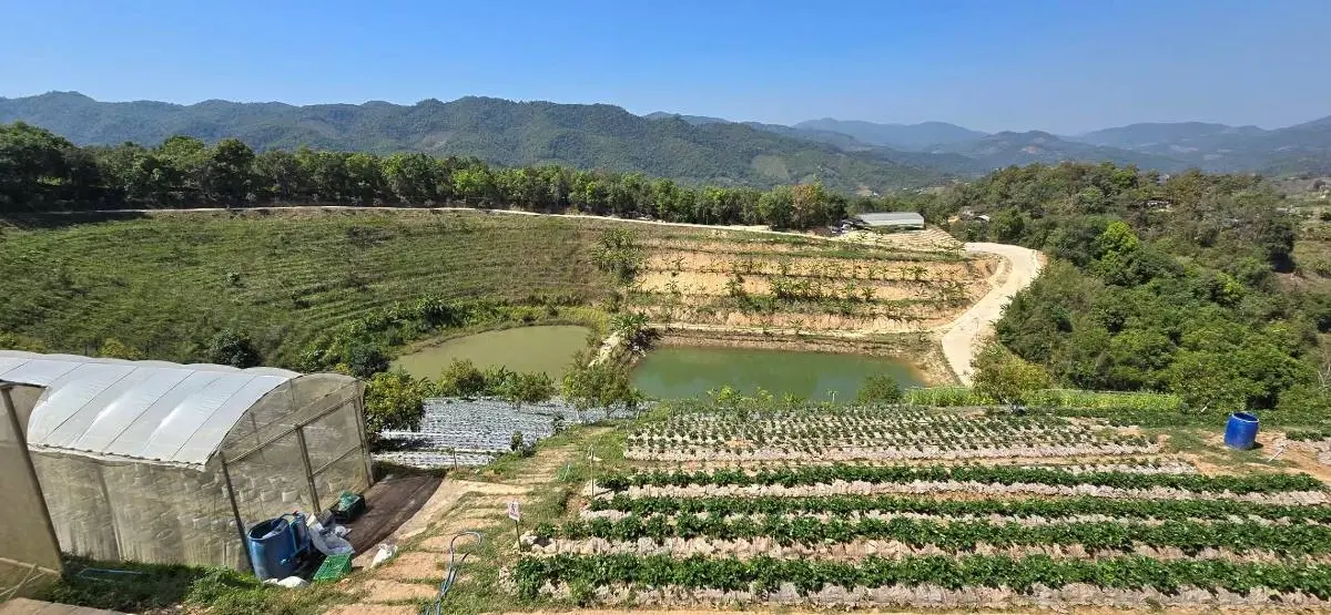 ต้นกาแฟของ 'พ่อ' พระมหากรุณาธิคุณเปลี่ยนป่าฝิ่นเป็นป่าอราบิก้า