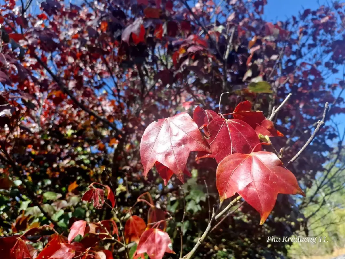 เที่ยวภูกระดึง เปิด 3 น้ำตกใหม่ ดูใบเมเปิ้ลแดง ท่ามกลางอากาศหนาว