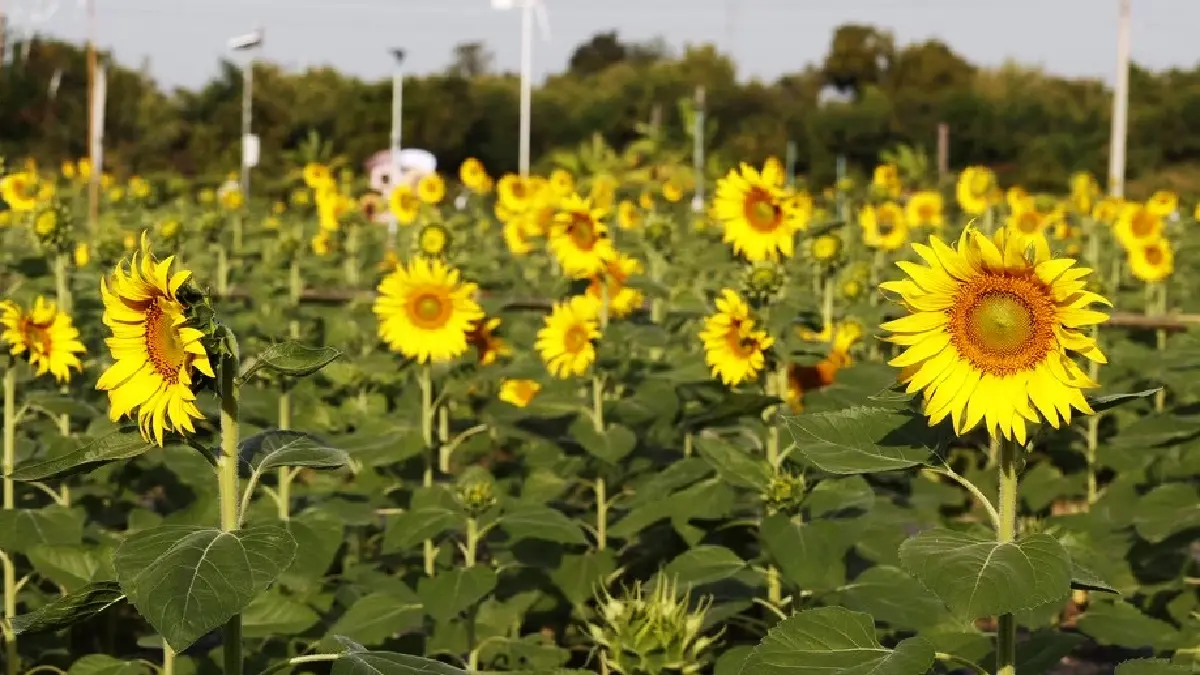 ชวนเที่ยว ‘ทานตะวันบานสะพรั่งทั่วระแหง ครั้งที่ 6’ ใกล้กรุงเทพฯ