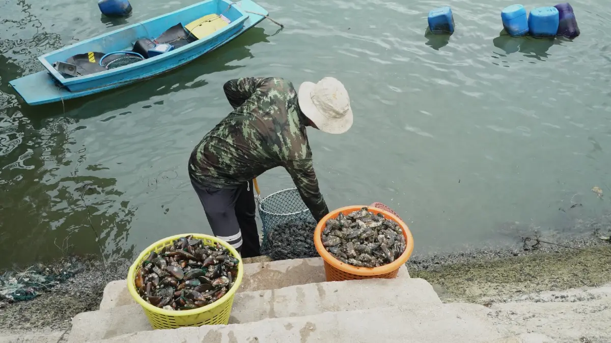 เที่ยวศรีราชา ปักหมุด 'ชุมชนบ้านใน' เรียนรู้การอนุรักษ์ สัมผัสวิถีทะเลใกล้กรุง