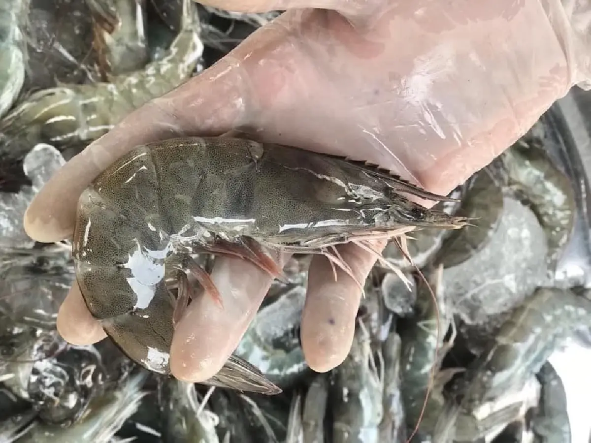 ซีพีเอฟ เปิดสูตรเลี้ยงกุ้งอย่างไรให้ได้กำไรอย่างยั่งยืน