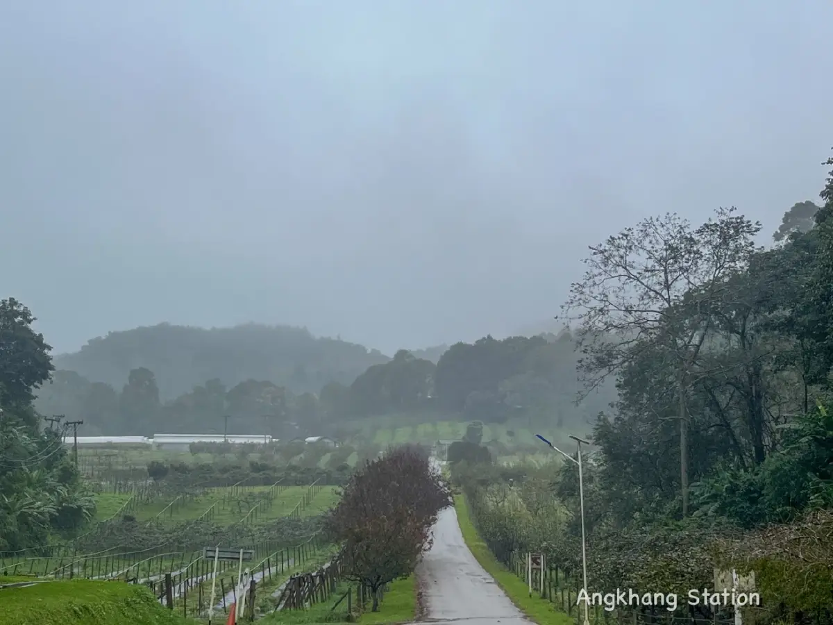 จุดเช็คอิน สุดโรแมนติก ดอกบ๊วย บานสะพรั่งต้อนรับหนาว ที่อ่างขาง
