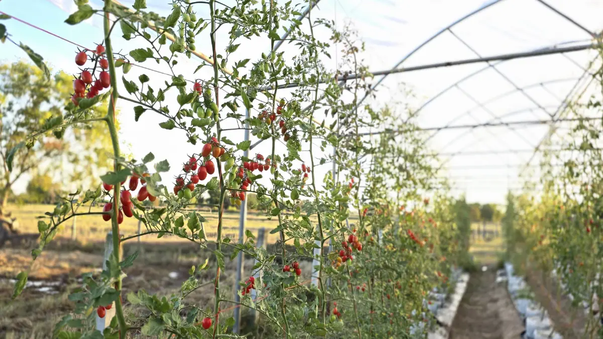 พลิกฟื้นเศรษฐกิจ 'ร้อยเอ็ด' ด้วย 'มะเขือเทศ' V-PROMPT- 'โคเนื้อ' KULA BEEF