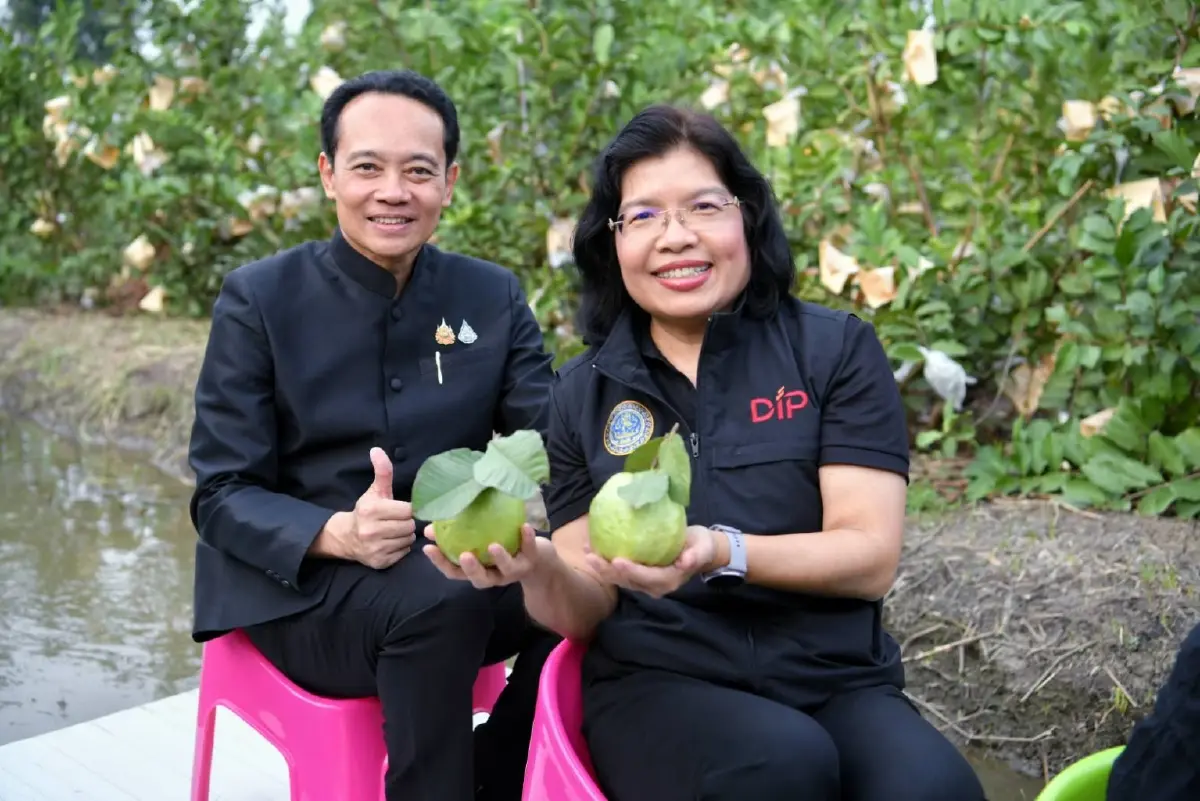 “ฝรั่งสามพราน” มาแรง! ดันผลไม้ GI ไทยรายได้ทะลุ 350 ล้านต่อปี