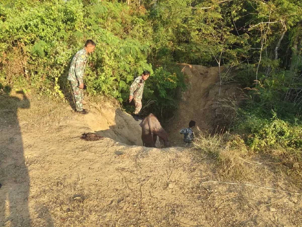 อัปเดต 2 ลูกช้างป่าพลัดหลง 'ถูกควายขวิด-ขาติดบ่วง' ล่าสุดกลับคืนสู่ป่าปลอดภัย