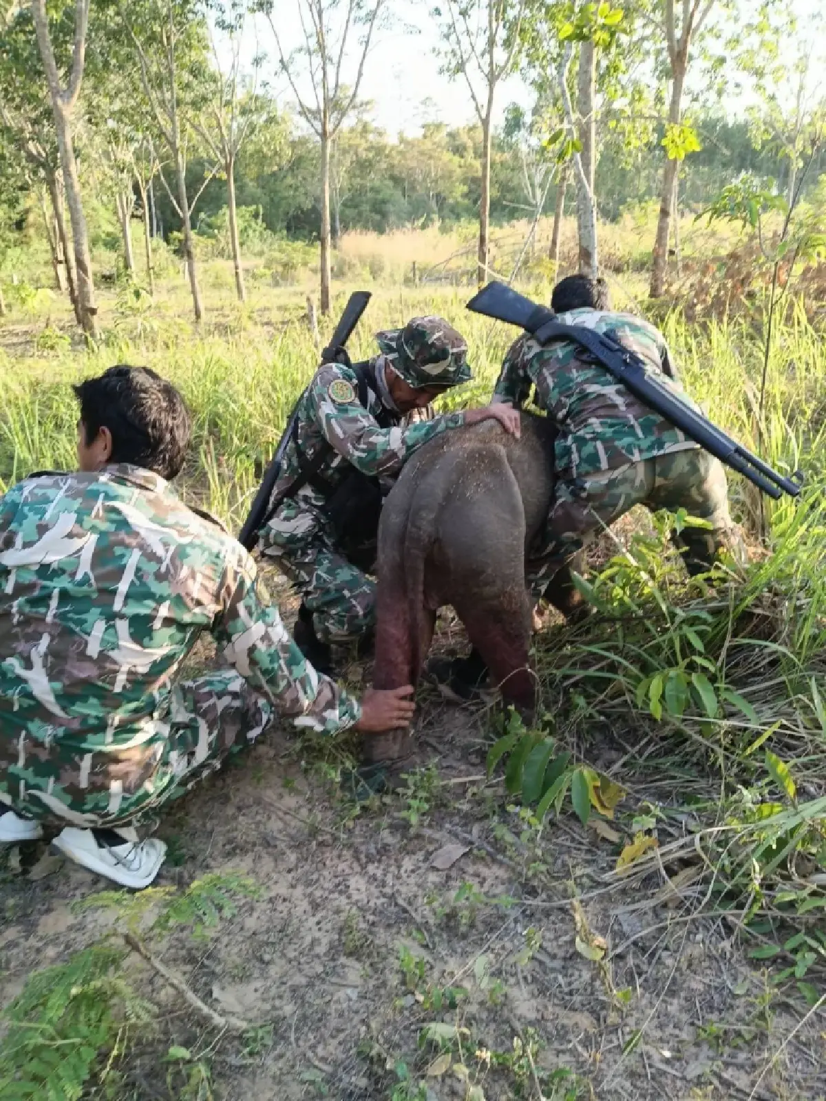 อัปเดต 2 ลูกช้างป่าพลัดหลง 'ถูกควายขวิด-ขาติดบ่วง' ล่าสุดกลับคืนสู่ป่าปลอดภัย
