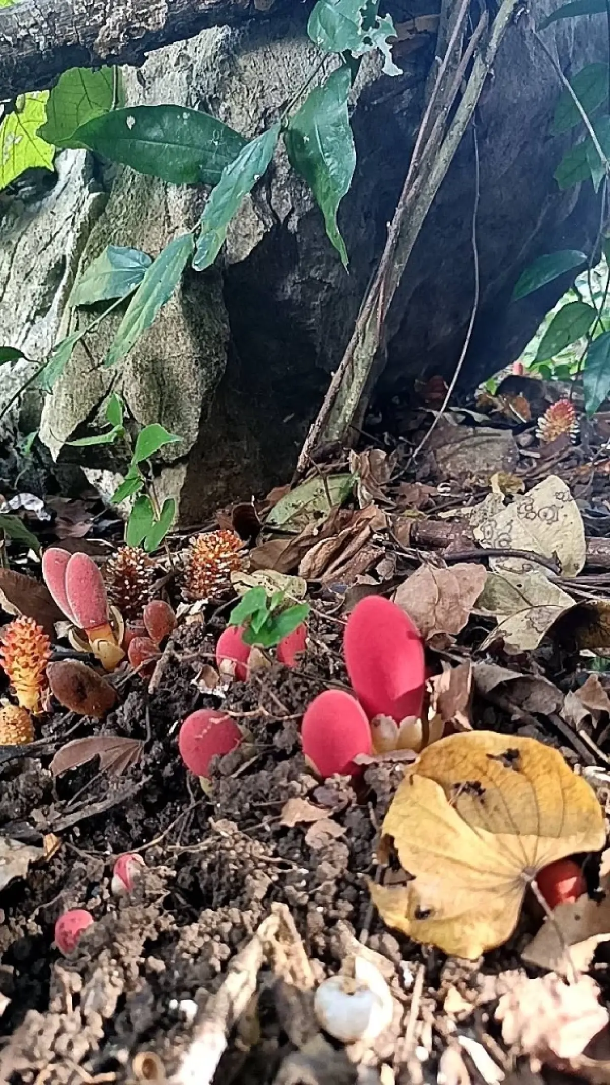 ขนุนดิน โผล่กลางวัดป่าเทพรังสี จ.เลย พืชแปลก อาศัยรากพืชอื่นเลี้ยงชีพ