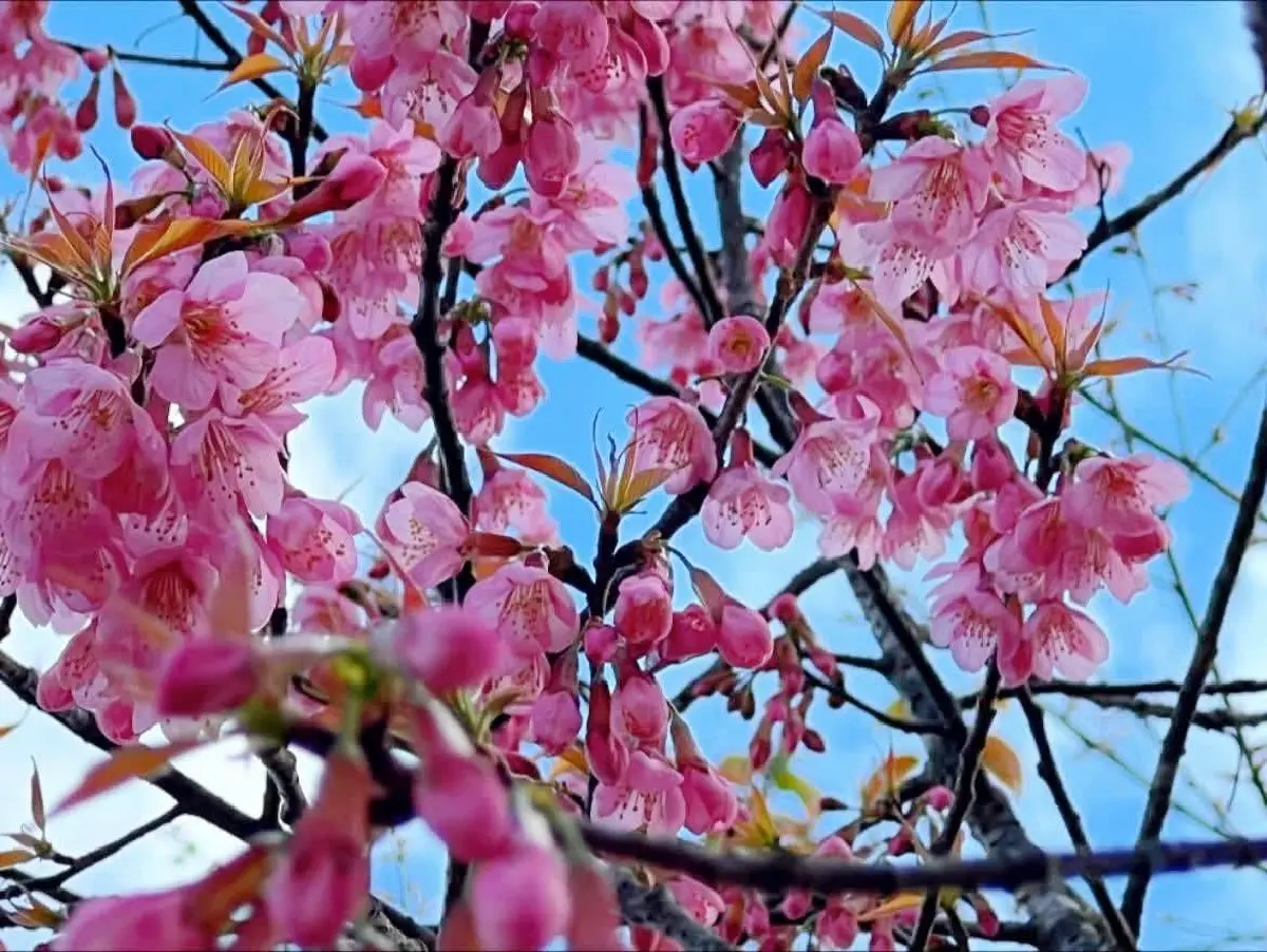 หนาวนี้ชวนเที่ยว 'อุทยานแห่งชาติดอยผ้าห่มปก' ชมความงาม 'ดอกนางพญาเสือโคร่ง'