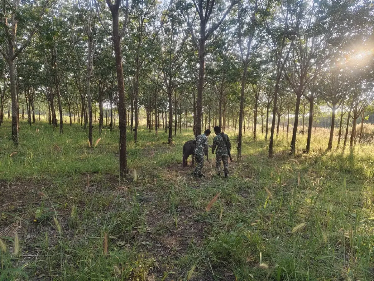 อัปเดต 2 ลูกช้างป่าพลัดหลง 'ถูกควายขวิด-ขาติดบ่วง' ล่าสุดกลับคืนสู่ป่าปลอดภัย