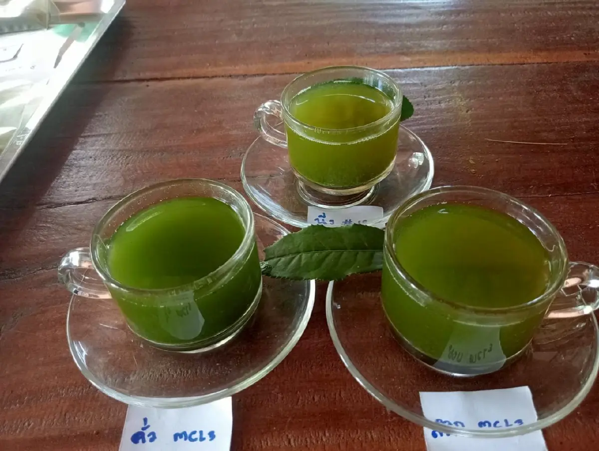 แนะปลูก ชาเขียวพันธุ์ใหม่  ‘กวก.เชียงใหม่ 1 ’ หอม กลมกล่อม