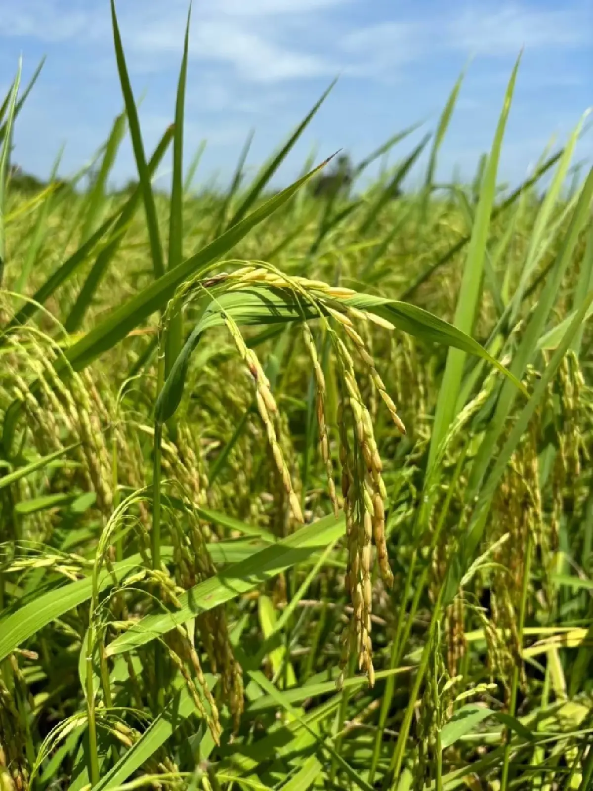 'ผอ.สมหมาย' กางภารกิจชู 'ข้าวคาร์บอนต่ำ' ตอบโจทย์ BCG-สิ่งแวดล้อม