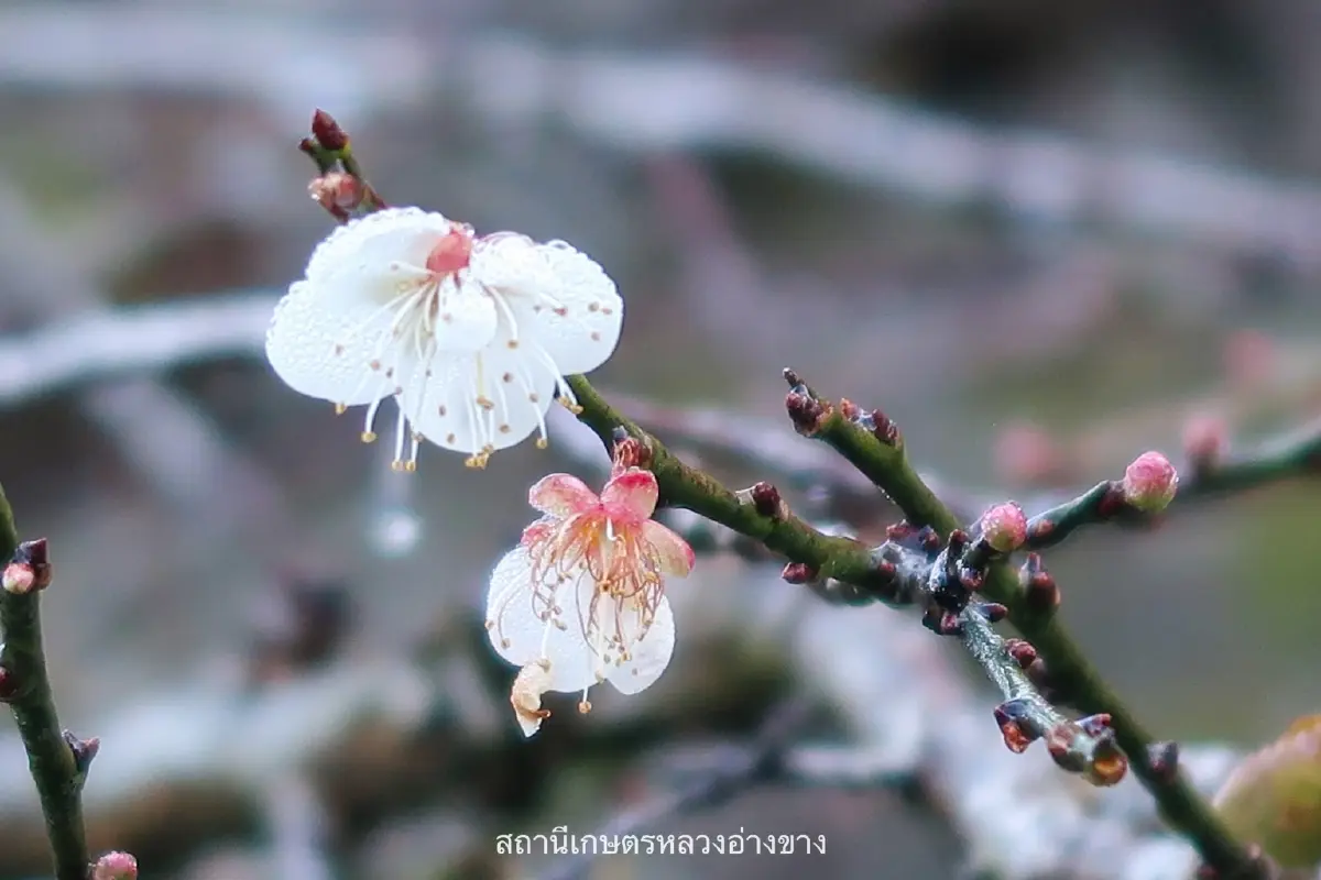 จุดเช็คอิน สุดโรแมนติก ดอกบ๊วย บานสะพรั่งต้อนรับหนาว ที่อ่างขาง