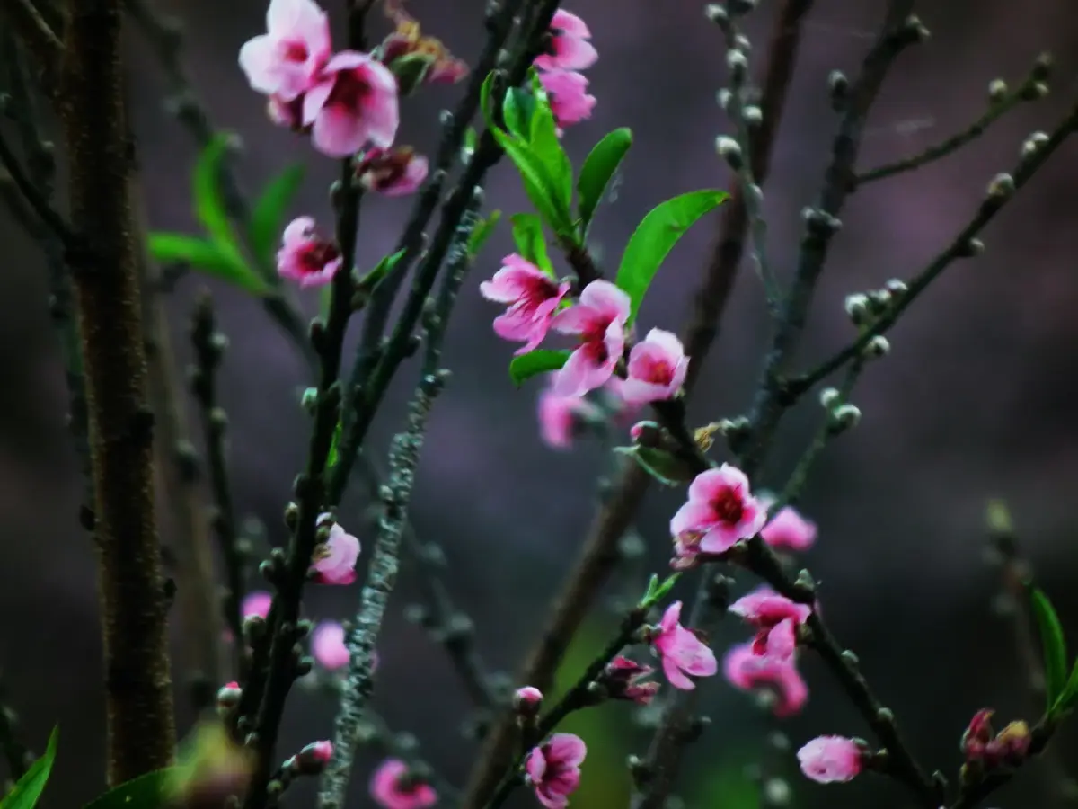 อินทนนท์...ด้วยพระบารมีคุ้มฟ้า