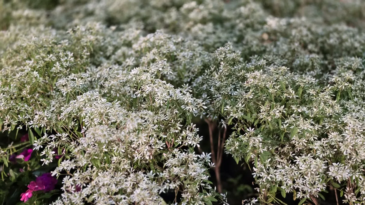 ชวนชม ‘สวนเรืองแสง’ ส่งท้ายปีเก่าต้อนรับปีใหม่ 2569 จ.สุราษฎร์ธานี