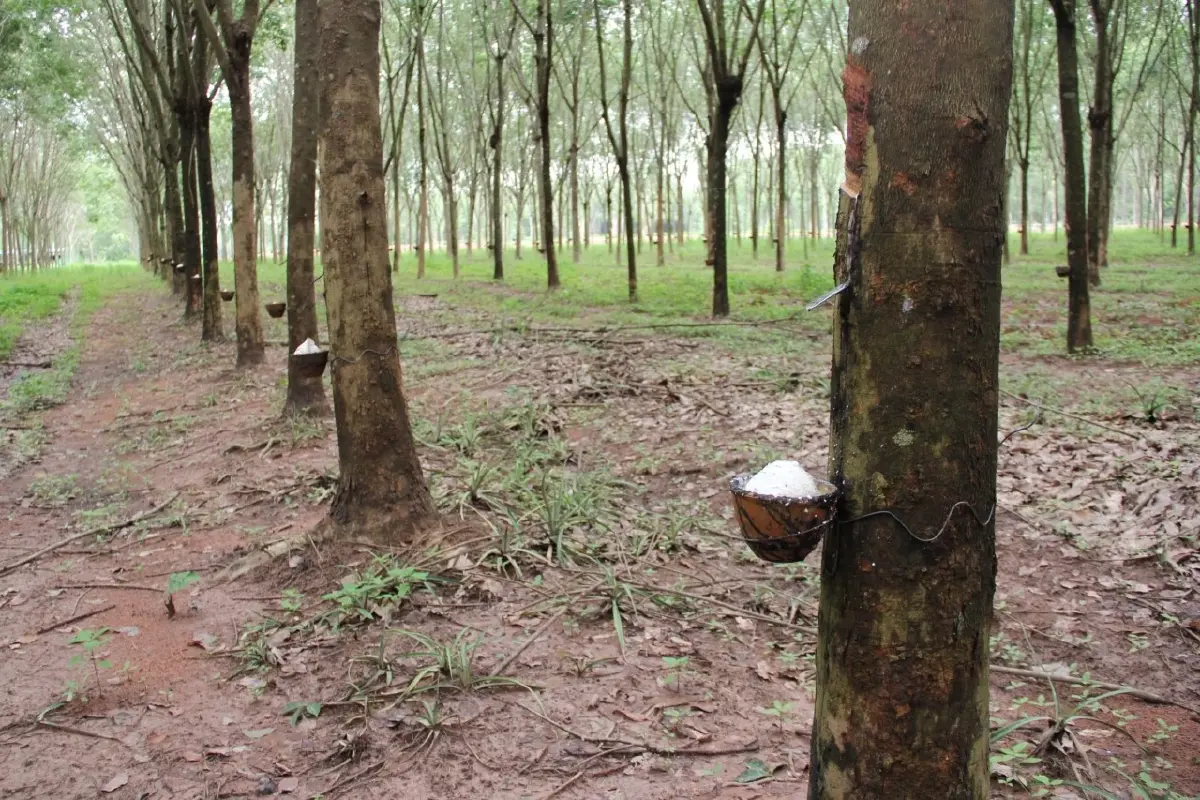 ‘ EUDR ’กฎใหม่ใช้ปี69สินค้าเกษตรไทย  แจงผลิตไม่ทำลายป่าหลีกโทษ‘ห้ามนำเข้า-ปรับ’