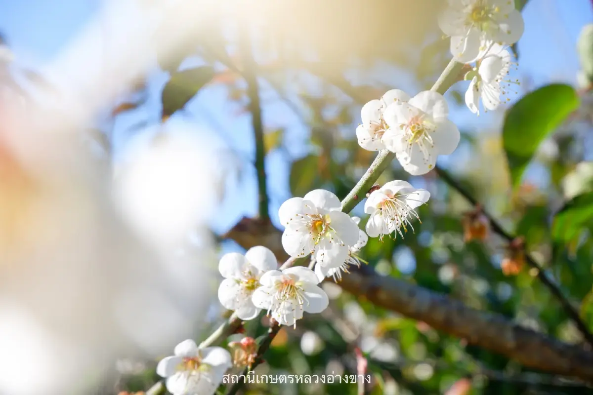 จุดเช็คอิน สุดโรแมนติก ดอกบ๊วย บานสะพรั่งต้อนรับหนาว ที่อ่างขาง