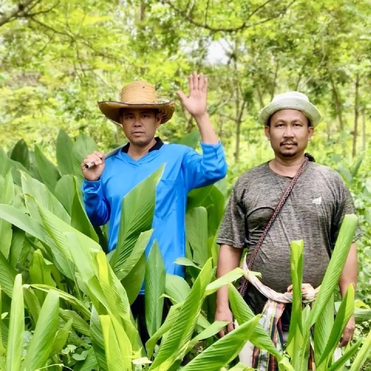 สวก. หนุนป่ารอยต่อ ปลูก-แปรรูป พืชสมุนไพร ต่อยอดเชิงพาณิชย์ แก้ปัญหาช้างรุกเมือง