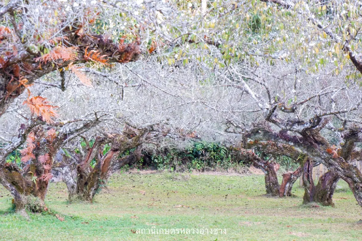 จุดเช็คอิน สุดโรแมนติก ดอกบ๊วย บานสะพรั่งต้อนรับหนาว ที่อ่างขาง