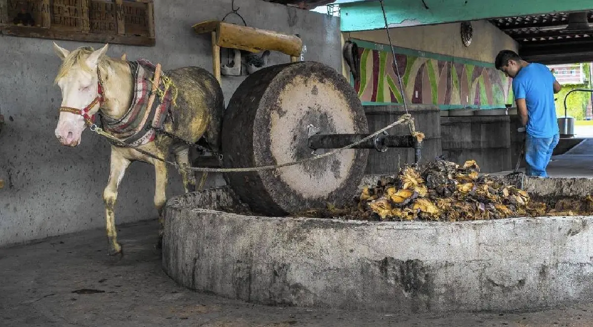 เตกีลา (Tequila) จากสุราชุมชนสู่ระดับโลก