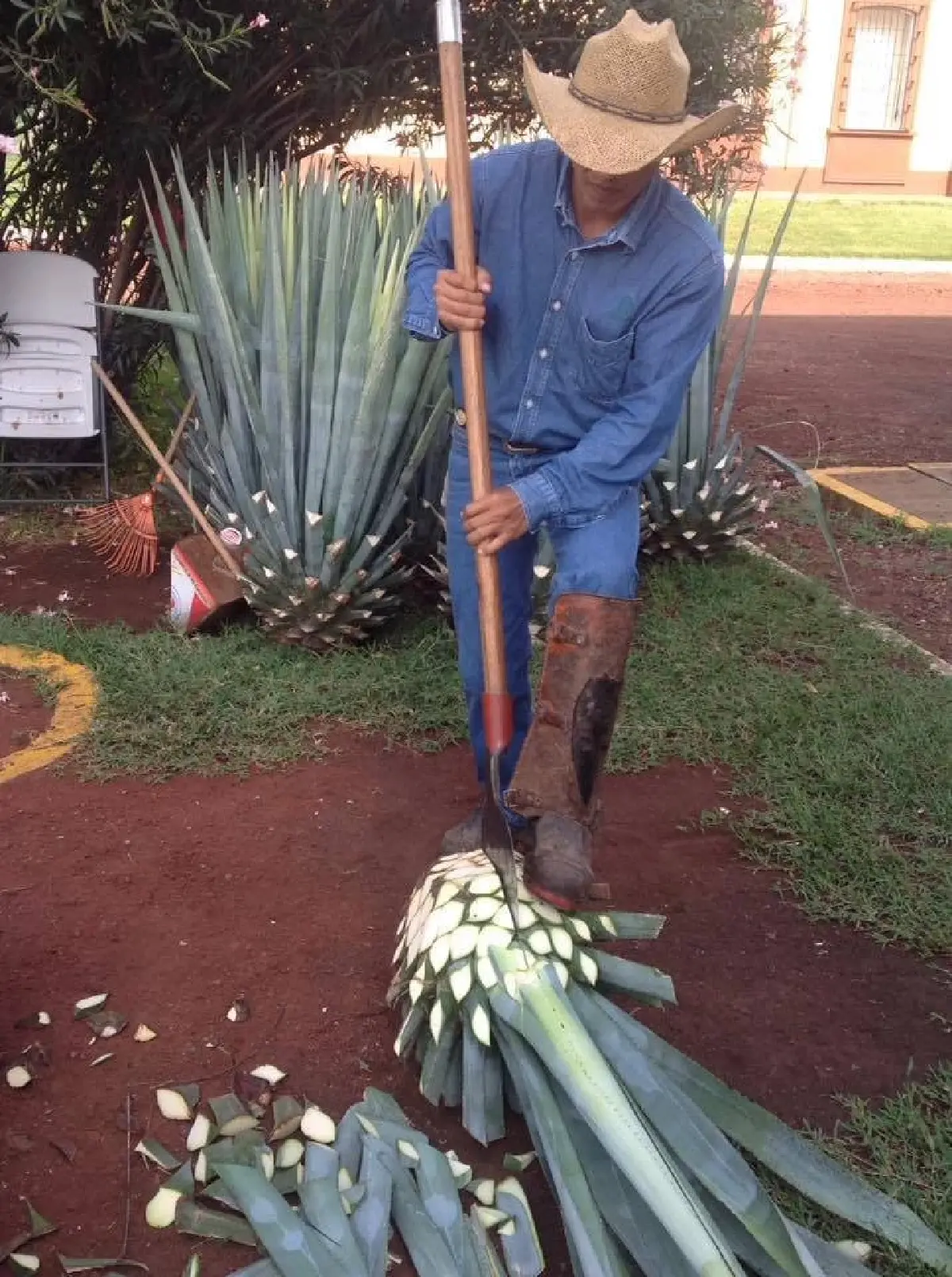 เตกีลา (Tequila) จากสุราชุมชนสู่ระดับโลก