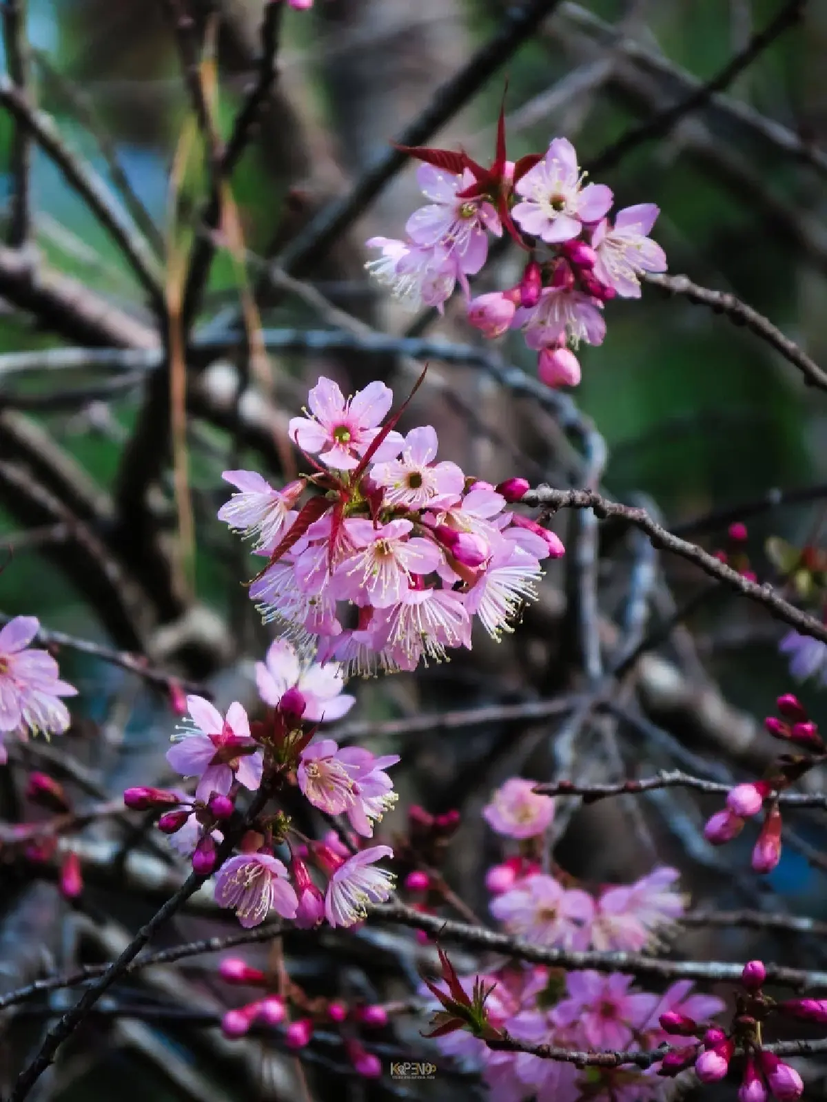 ปักหมุด! ที่เที่ยวรับลมหนาว ชมดอกพญาเสือโคร่งบานสะพรั่ง ณ อุทยานแห่งชาติดอยภูคา