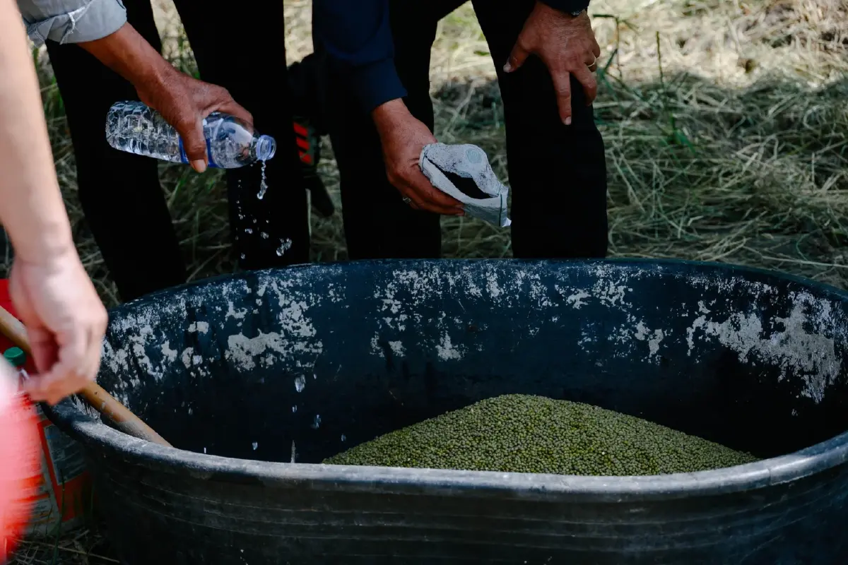 กรมส่งเสริมการเกษตร หนุน เลิกเผา  ชี้เป้าไถกลบทำปุ๋ย ปลูกถั่วหลังนา