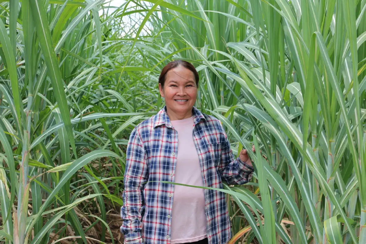 มิตรผล โอเอซิส พลิกวิกฤติน้ำด้วย โอเอซิสเพื่อการเกษตร สร้างความยั่งยืนเกษตรกรไทย