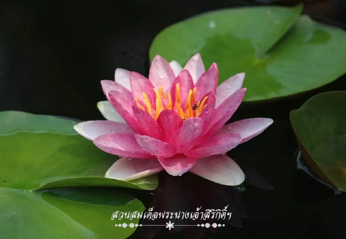 รับแดดอุ่นที่สวนสมเด็จพระนางเจ้าสิริกิติ์ ป่าเล็กในเมืองใหญ่