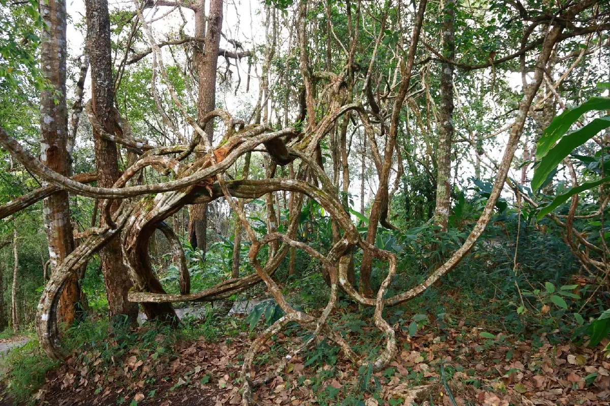'เส้นทางศึกษาธรรมชาติยอดดอยปุย'โอเอซิสหลังบ้านของชาวเชียงใหม่